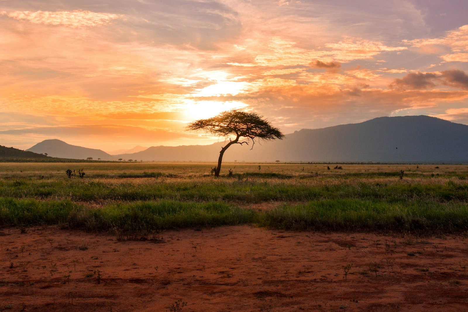Acacia tree at sunset on the savannah, Kenya